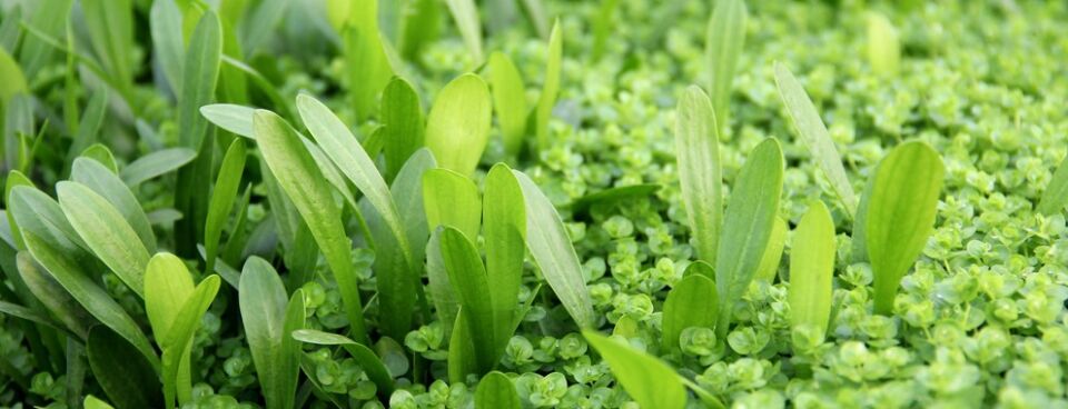 Dennerle Plants - Sagittaria subulata var. pusilla POT