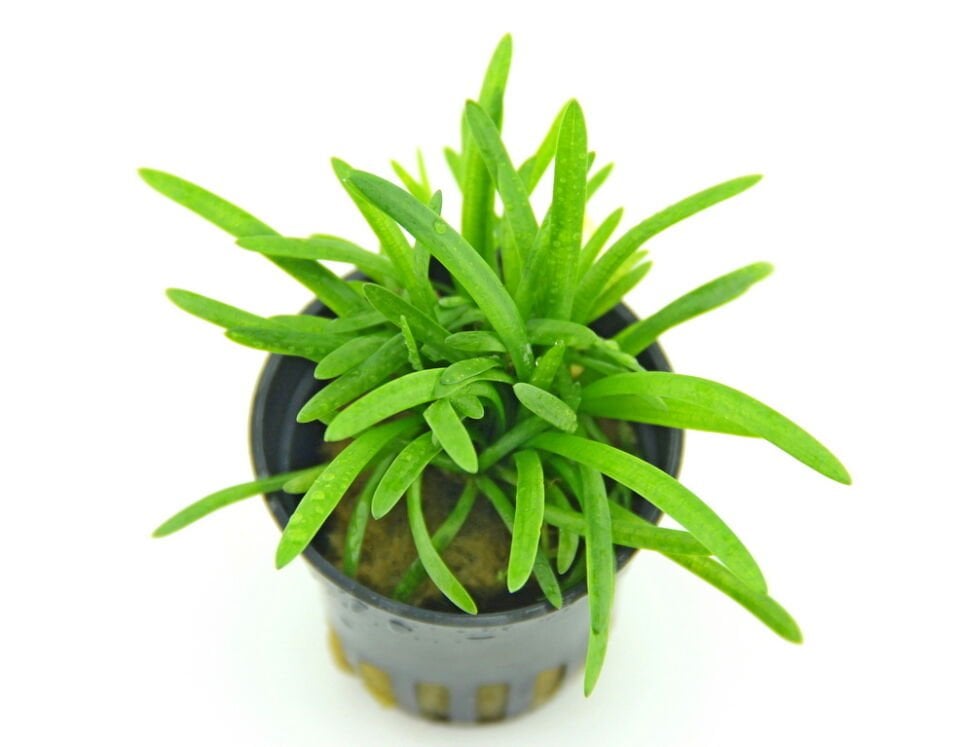 Dennerle Plants - Sagittaria subulata var. pusilla POT