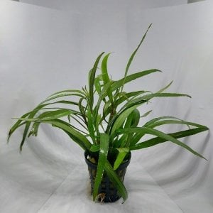 Hygrophila angustifolia rubra İTHAL BUKET