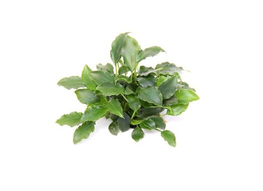 Dennerle Plants - Schismatoglottis prietoi POT