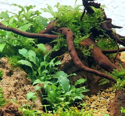 Dennerle Plants - Schismatoglottis prietoi POT