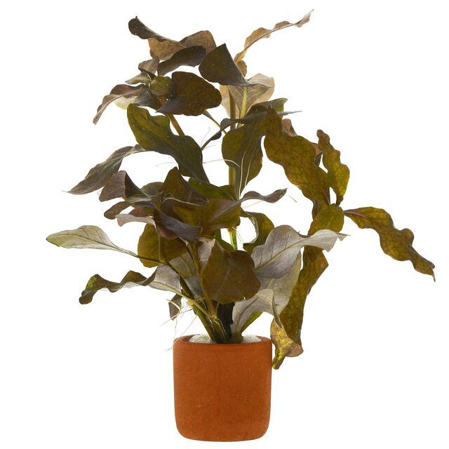 Hygrophila lacustris brown BUKET