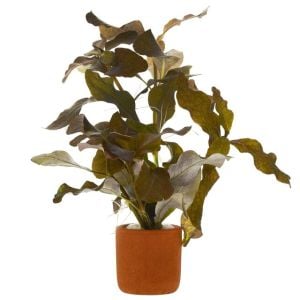 Hygrophila lacustris brown BUKET