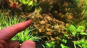 Hygrophila lacustris brown BUKET