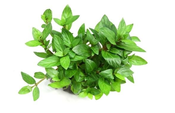 Dennerle Plants - Staurogyne repens POT