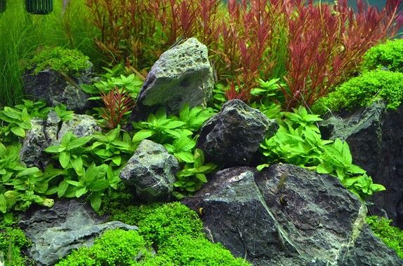 Dennerle Plants - Staurogyne repens POT