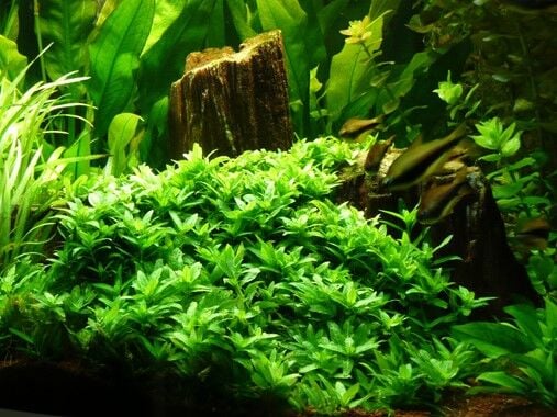 Dennerle Plants - Staurogyne repens POT