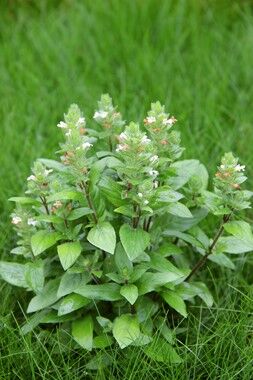 Dennerle Plants - Staurogyne repens POT
