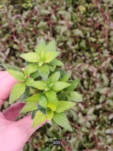Staurogyne sao paulo Premium POT