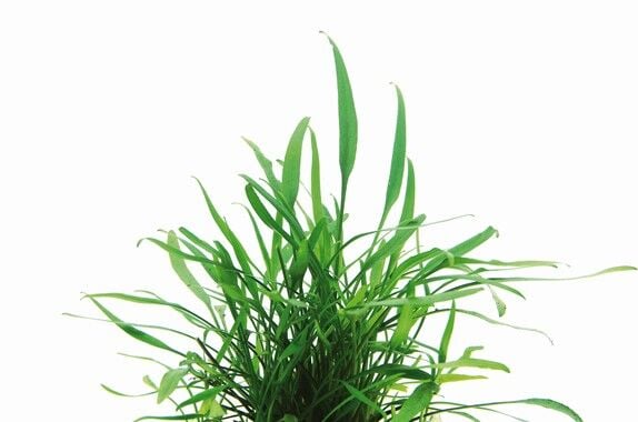 Dennerle Plants - Cryptocoryne lucens POT
