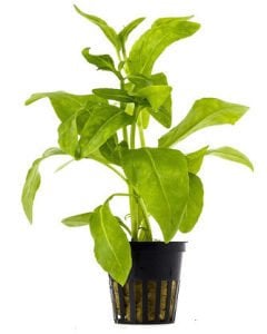 Gymnocoronis spilanthoides BUKET 