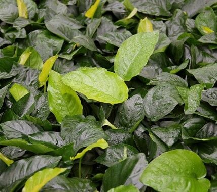 Dennerle Plants - Anubias barteri POT