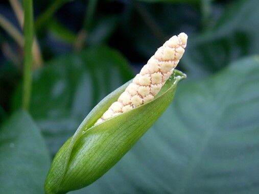 Dennerle Plants - Anubias barteri POT