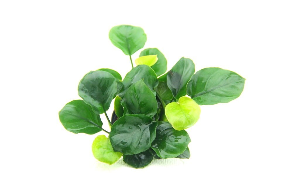 Dennerle Plants - Anubias barteri Coin Leaf POT