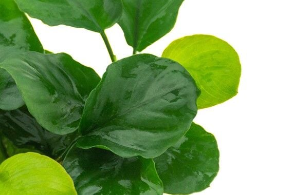 Dennerle Plants - Anubias barteri Coin Leaf POT