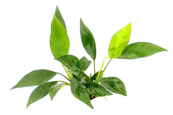 Dennerle Plants - Anubias barteri var. glabra POT