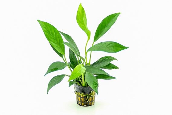 Dennerle Plants - Anubias barteri var. glabra POT