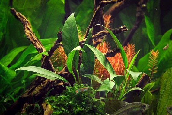 Dennerle Plants - Anubias barteri var. glabra POT