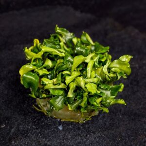 Bucephalandra green wavy Premium POT