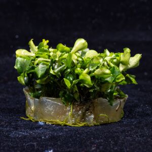 Bucephalandra green wavy Premium POT