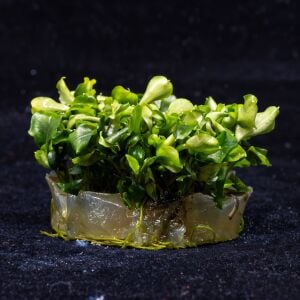 Bucephalandra green wavy Premium POT