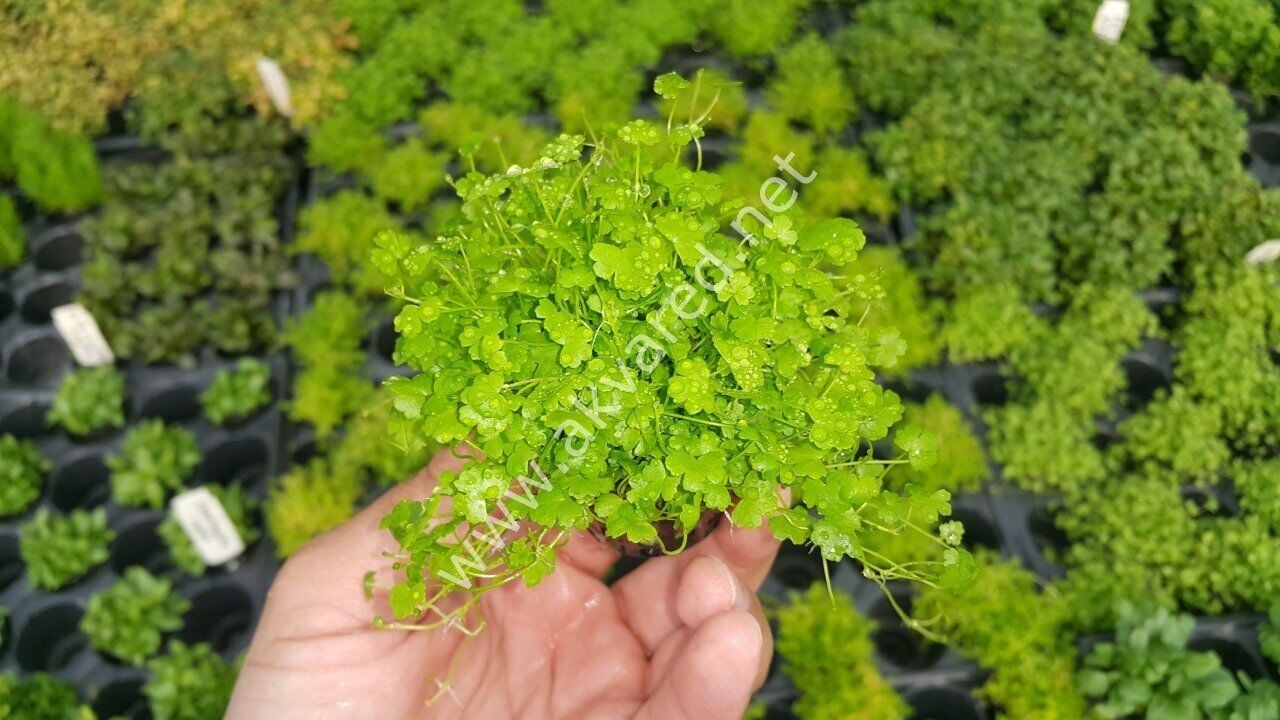 Hydrocotyle tripartita / sp. Japan Premium POT