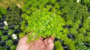 Hydrocotyle tripartita / sp. Japan Premium POT