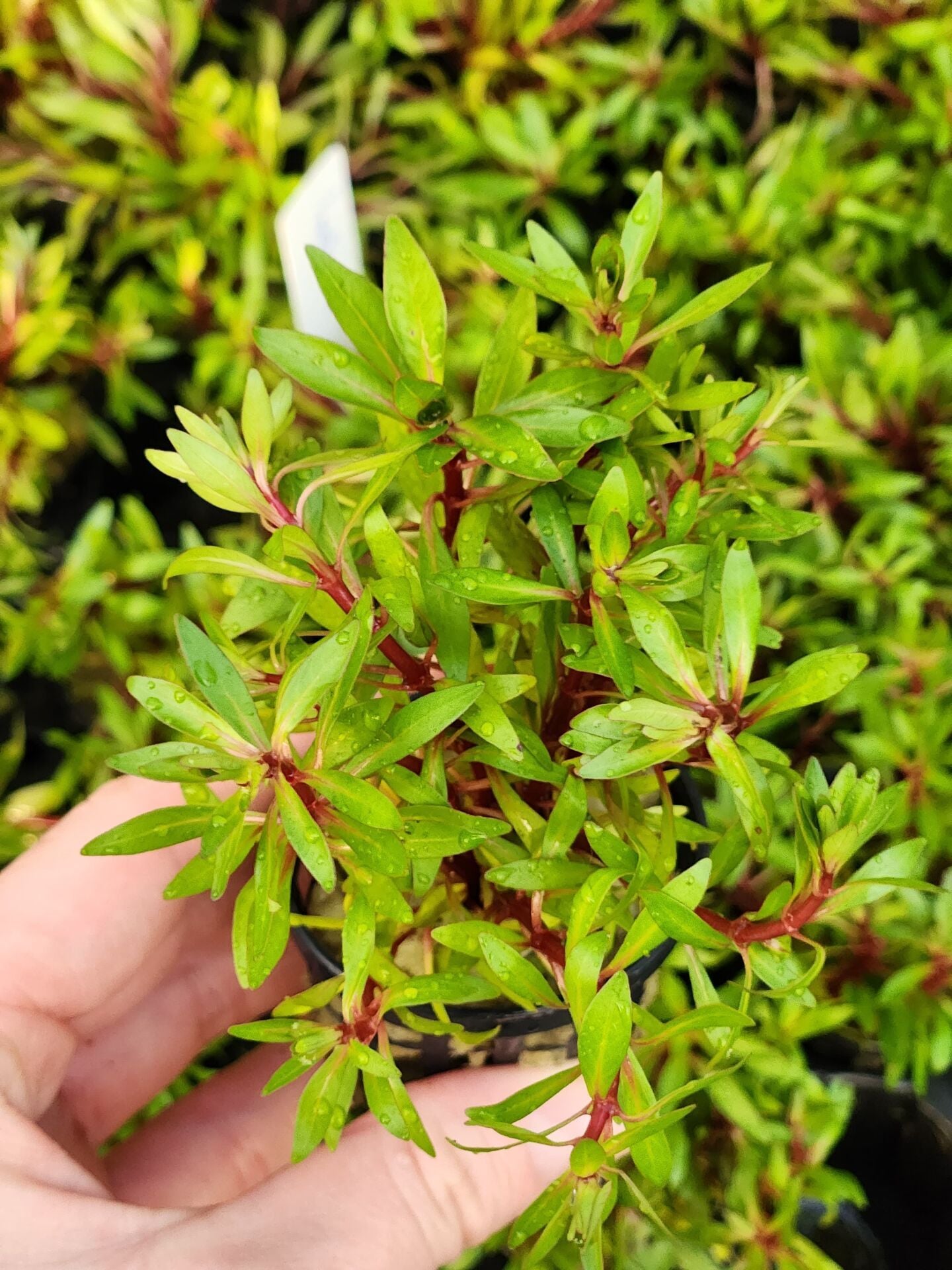 Ludwigia inclinata cuba İTHAL BUKET