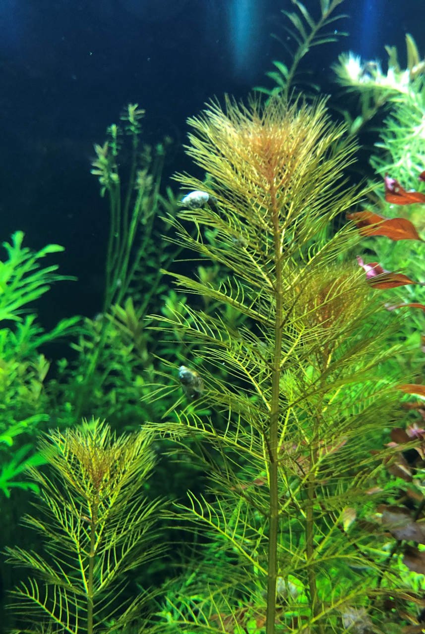 Myriophyllum tuberculatum BUKET