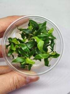Anubias glabra mini (dragon claw) Premium POT