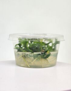 Anubias glabra mini Premium POT