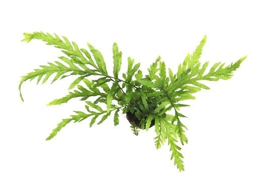 Dennerle Plants - Bolbitis heudelotii POT