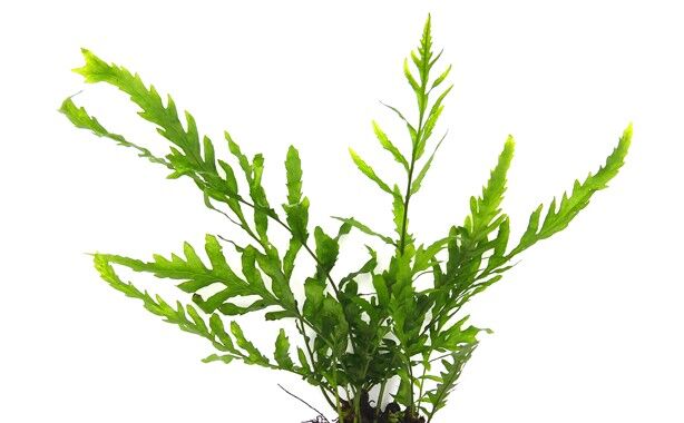 Dennerle Plants - Bolbitis heudelotii POT