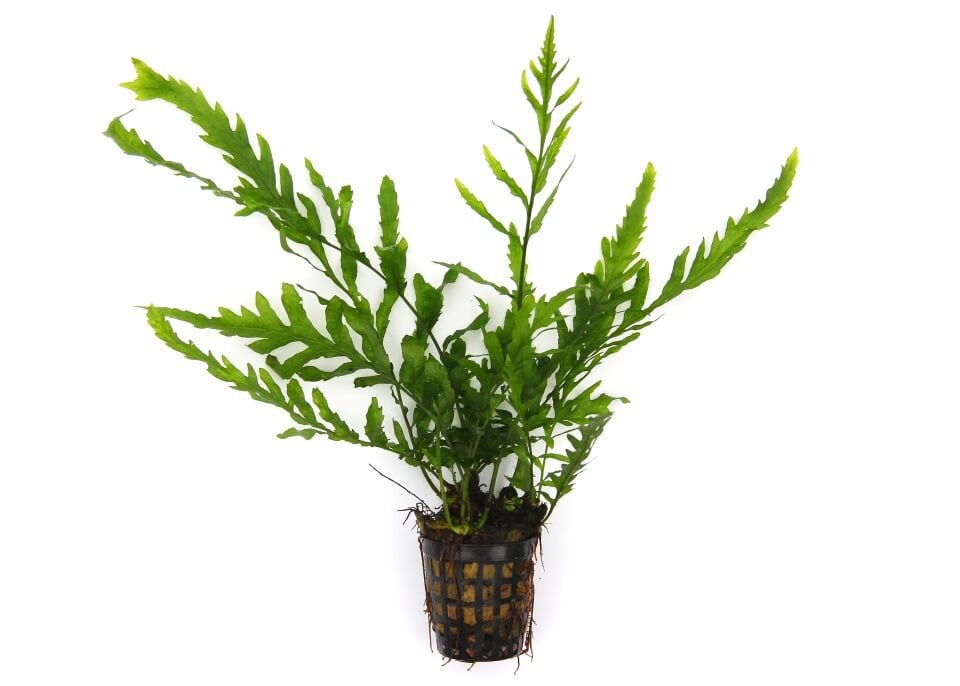 Dennerle Plants - Bolbitis heudelotii POT