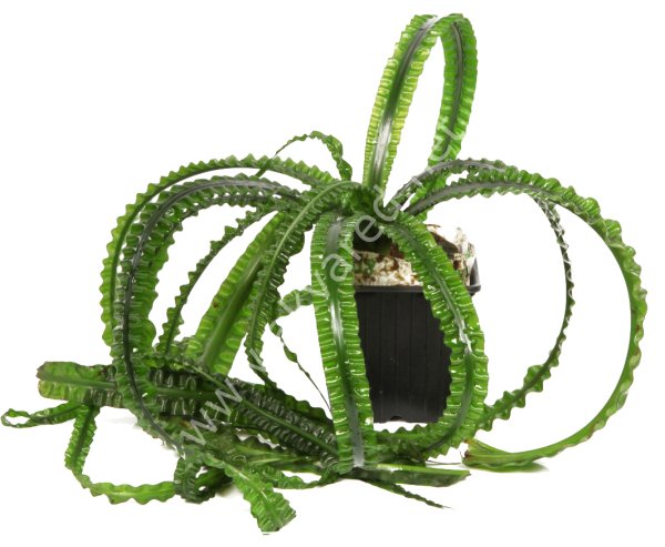 Crinum aquatica ADET (Soğan) NİJERYA - ÖN SİPARİŞ