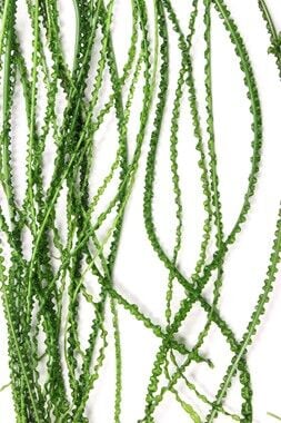 Dennerle Plants - Crinum calamistratum POT