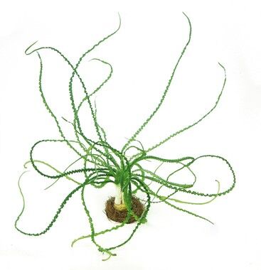 Dennerle Plants - Crinum calamistratum POT