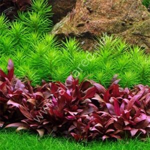 Alternanthera reineckii mini Premium POT