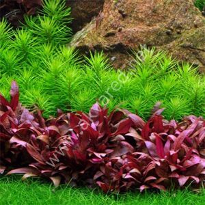 Alternanthera reineckii mini EX VITRO PLUS