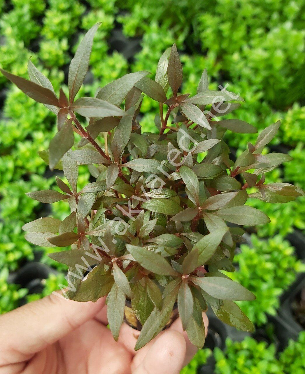 Alternanthera reineckii mini EX VITRO PLUS