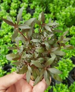 Alternanthera reineckii mini EX VITRO PLUS