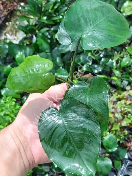 Anubias barteri broad leaf ADET - APC ÖN SİPARİŞ