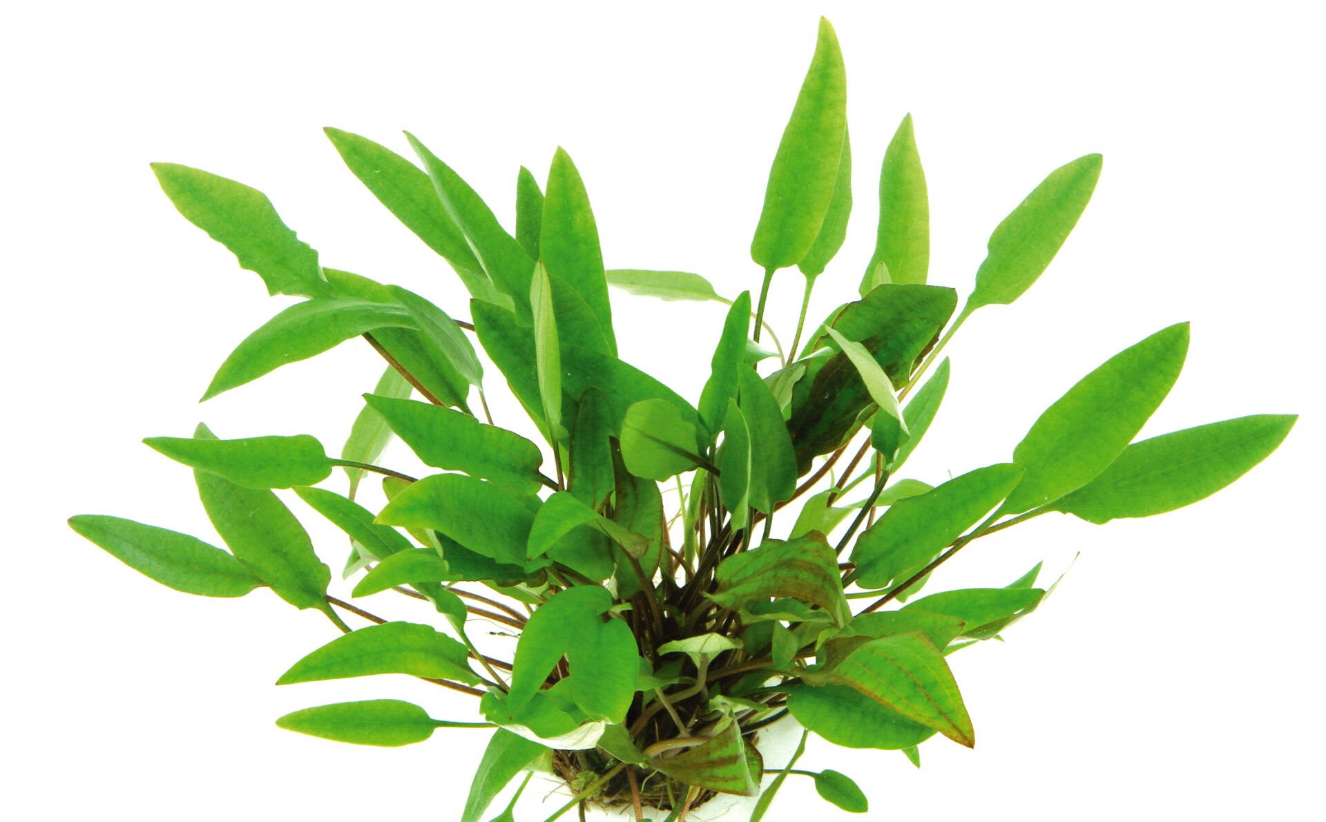 Dennerle Plants - Cryptocoryne affinis POT