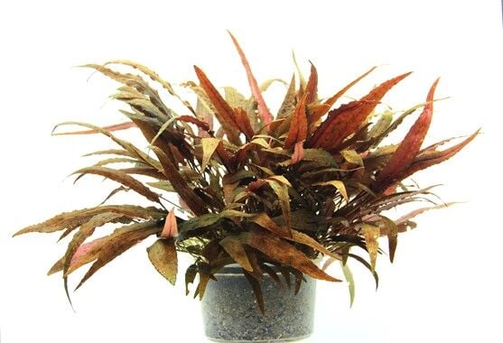 Dennerle Plants - Cryptocoryne affinis POT