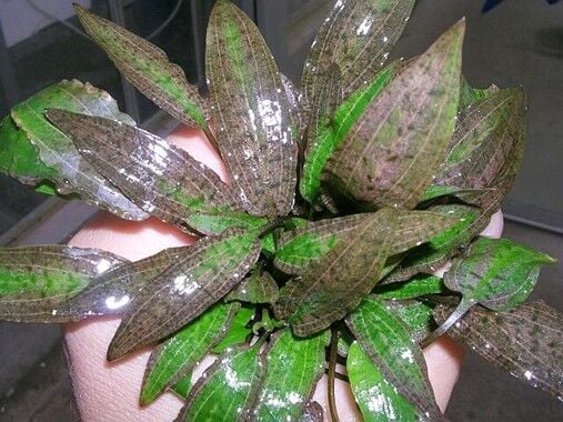 Dennerle Plants - Cryptocoryne affinis POT