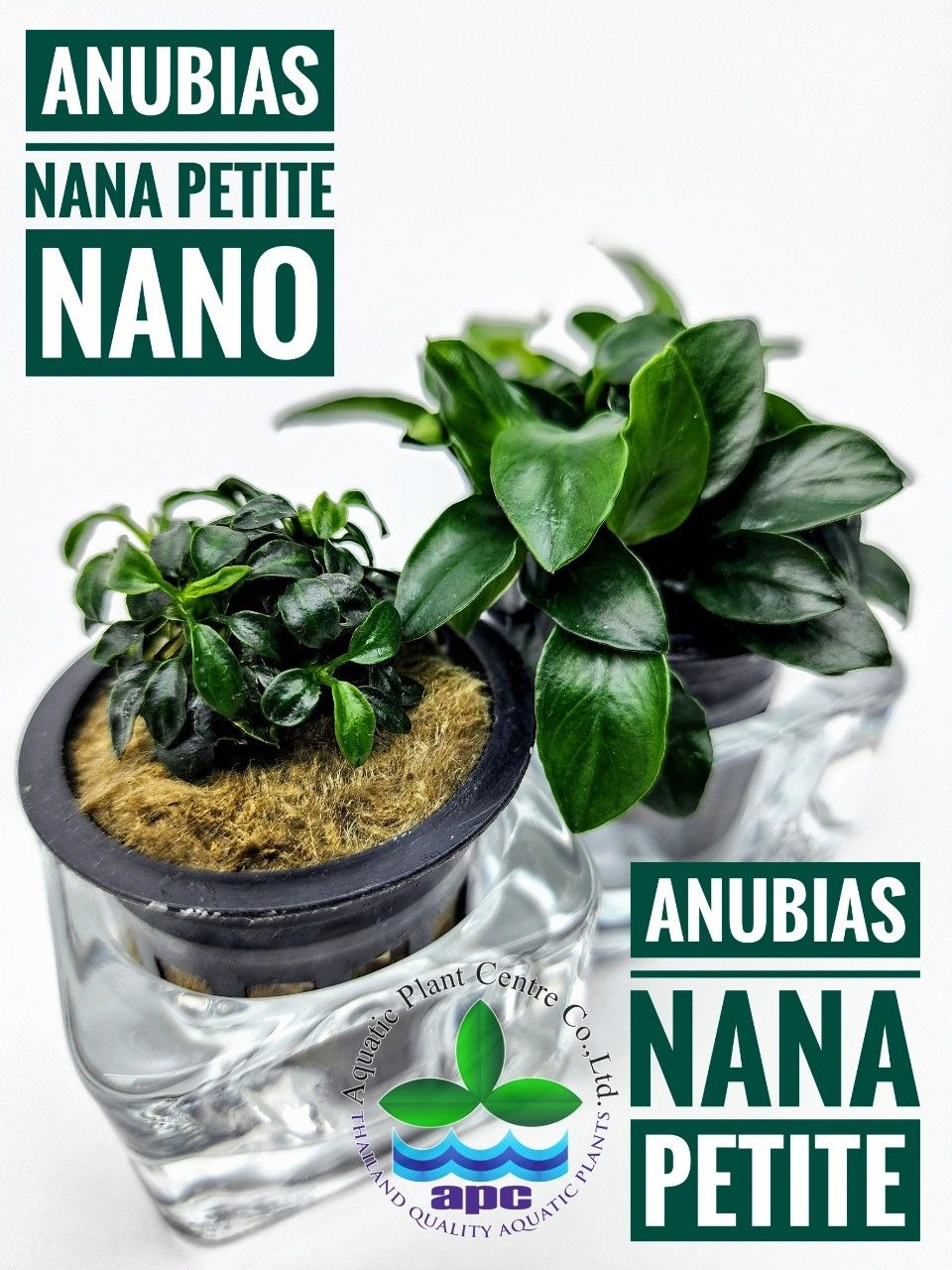 Anubias nana petite nano ADET - APC ÖN SİPARİŞ