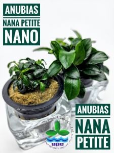 Anubias nana petite nano ADET - APC ÖN SİPARİŞ