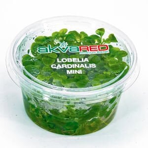 Lobelia cardinalis mini IN VITRO CUP