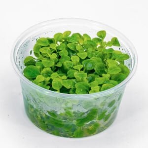 Lobelia cardinalis mini IN VITRO CUP