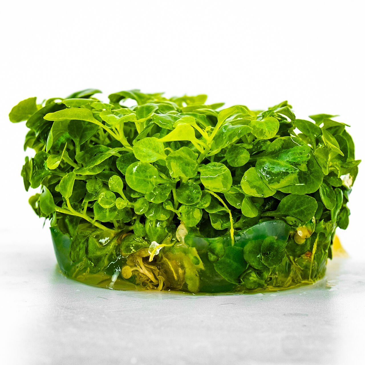 Lobelia cardinalis mini IN VITRO CUP